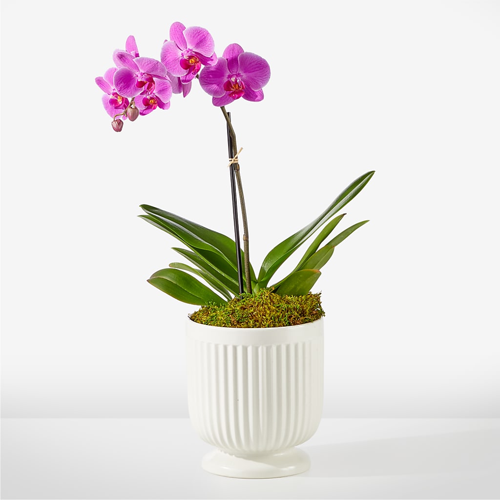 Friendly Fuchsia Orchid – BERMAN'S FLOWERS, Kingsburg CA