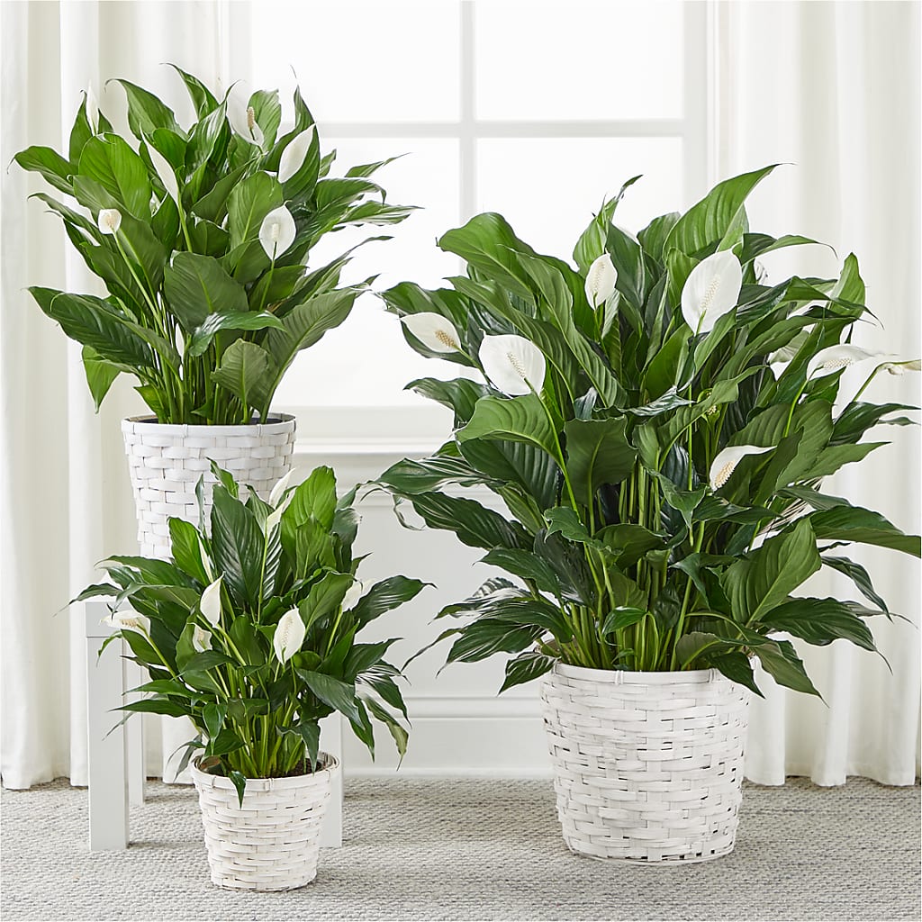 A New Leaf Peace Lily – BERMAN'S FLOWERS, Kingsburg CA