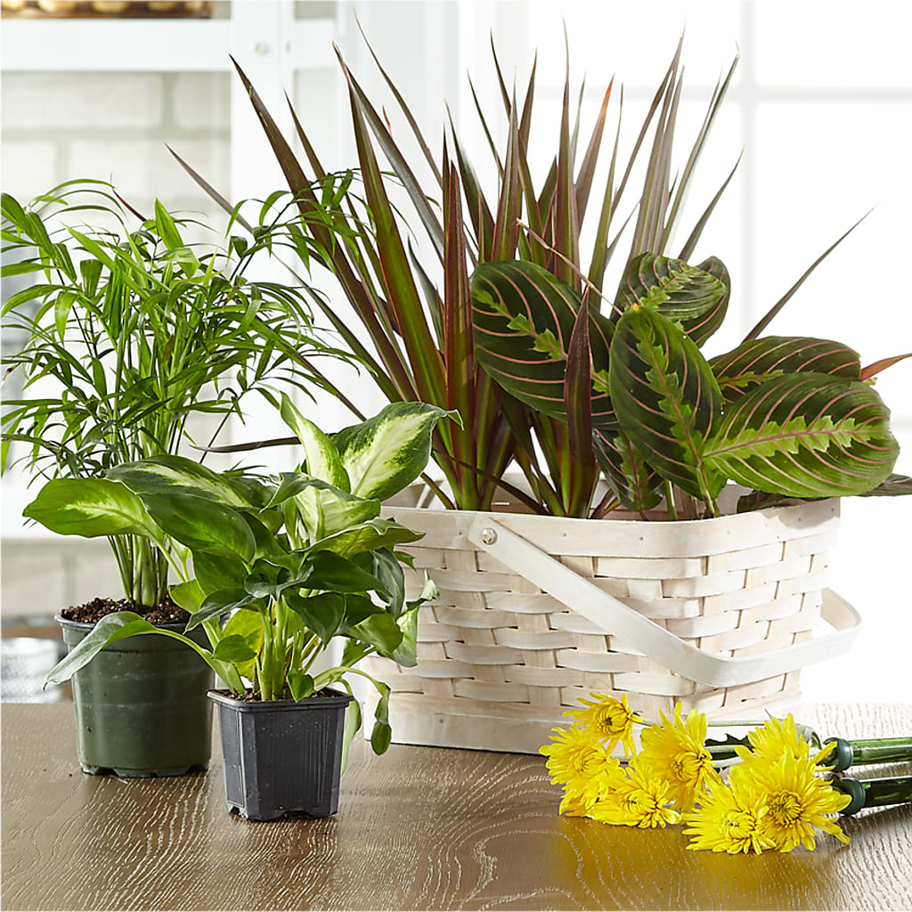 Florist Designed Blooming and Green Plants in a Basket – BERMAN'S FLOWERS, Kingsburg CA