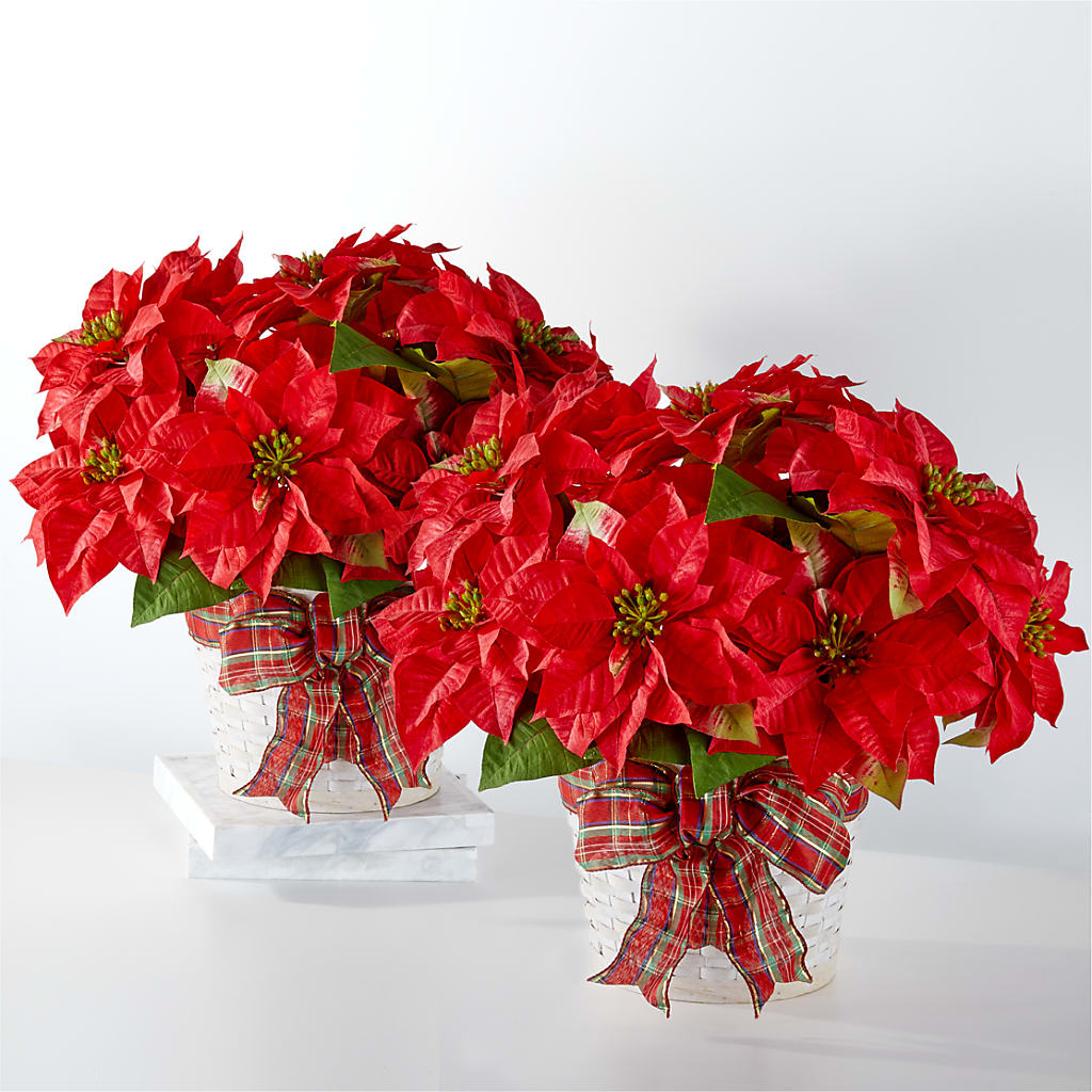 Happiest Holidays Poinsettia Bundle – BERMAN'S FLOWERS, Kingsburg CA