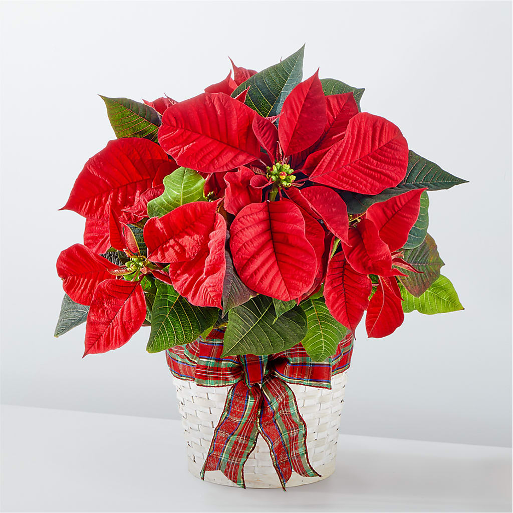 Happiest Holidays Poinsettia – BERMAN'S FLOWERS, Kingsburg CA