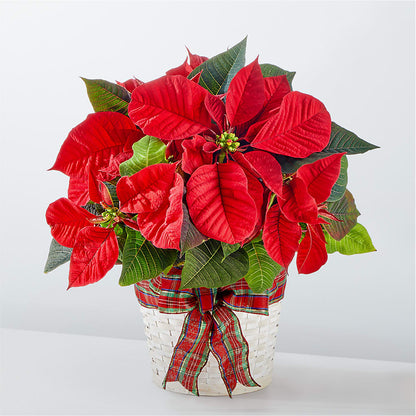Happiest Holidays Poinsettia – BERMAN'S FLOWERS, Kingsburg CA