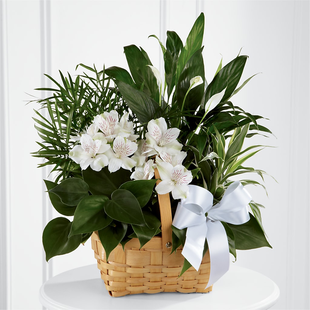 Peace & Serenity Dishgarden – BERMAN'S FLOWERS, Kingsburg CA