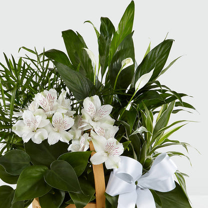 Peace & Serenity Dishgarden – BERMAN'S FLOWERS, Kingsburg CA