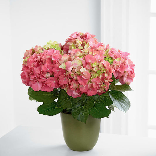Pink Hydrangea Planter – BERMAN'S FLOWERS, Kingsburg CA