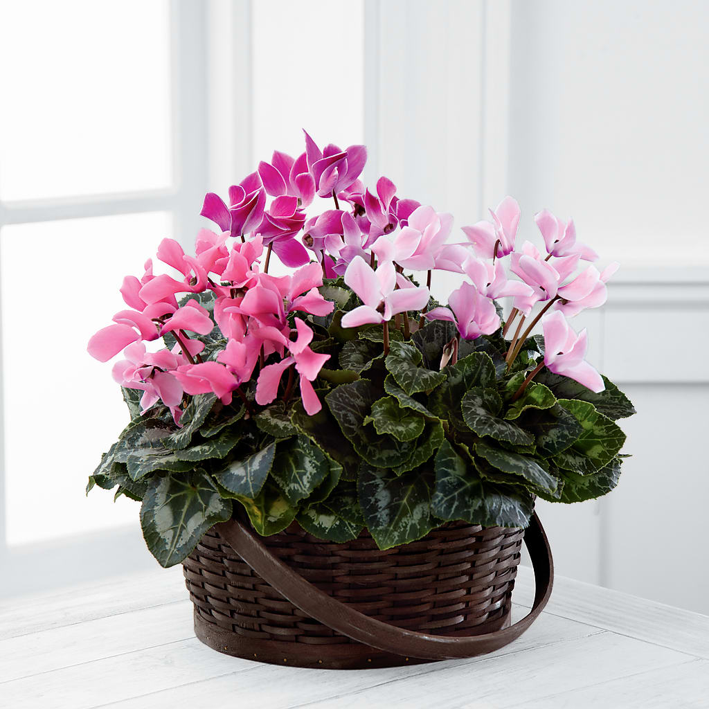 Mixed Cyclamen Planter – BERMAN'S FLOWERS, Kingsburg CA