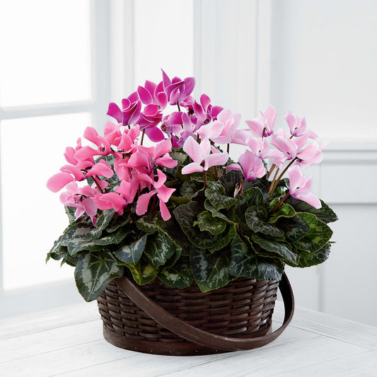 Mixed Cyclamen Planter – BERMAN'S FLOWERS, Kingsburg CA
