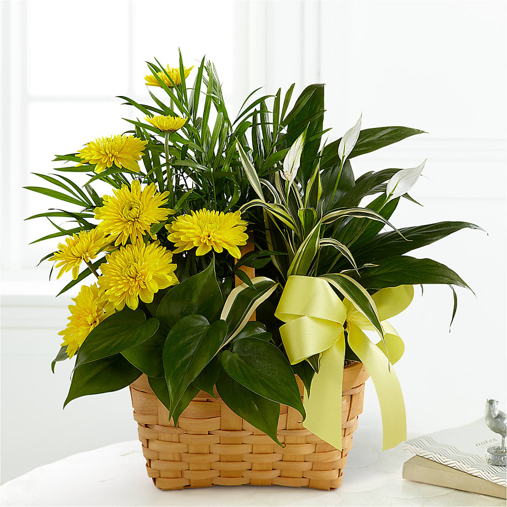 Loving Light Dishgarden – BERMAN'S FLOWERS, Kingsburg CA