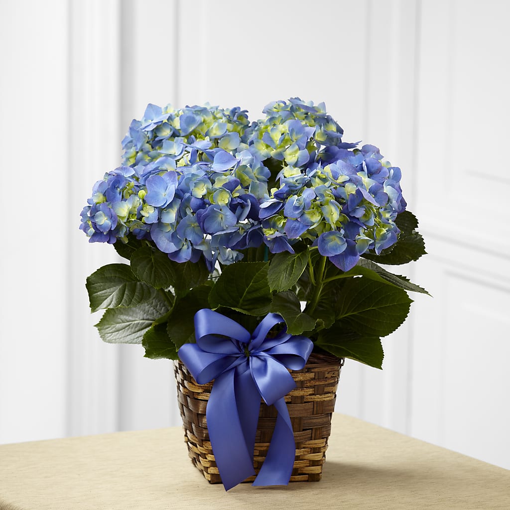 Blue Hydrangea Planter – BERMAN'S FLOWERS, Kingsburg CA