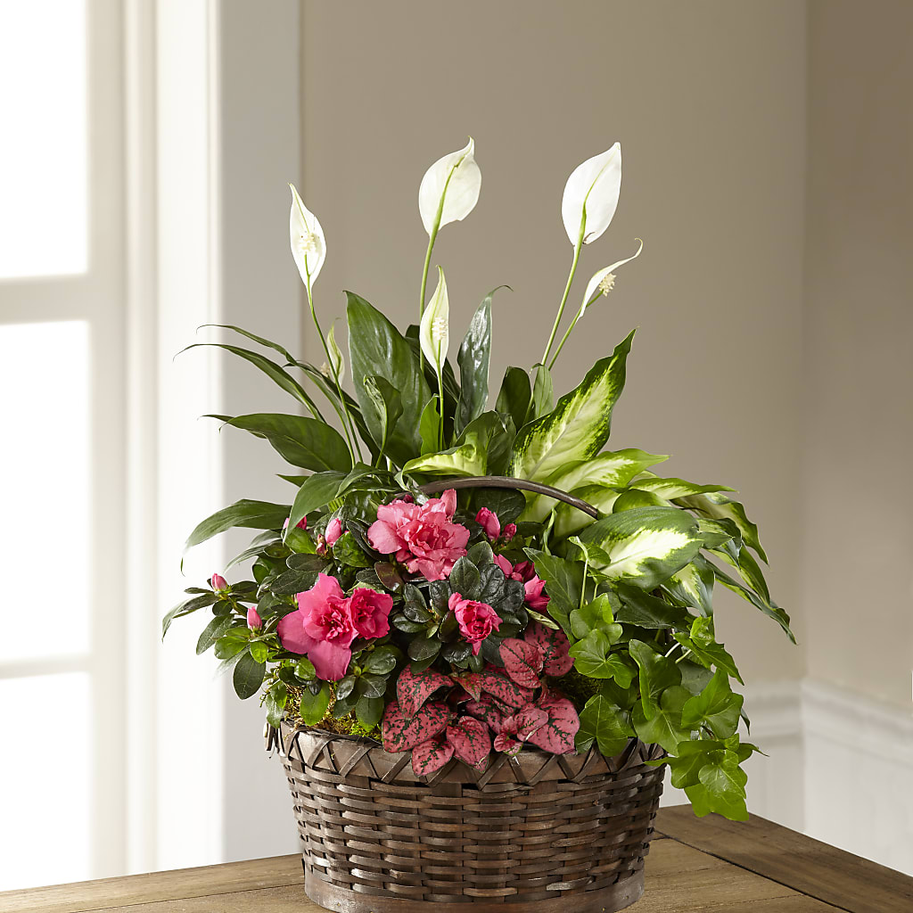 Dream in Pink Dishgarden – BERMAN'S FLOWERS, Kingsburg CA