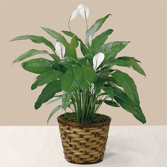 Tranquil Moments Peace Lily Plant – BERMAN'S FLOWERS, Kingsburg CA