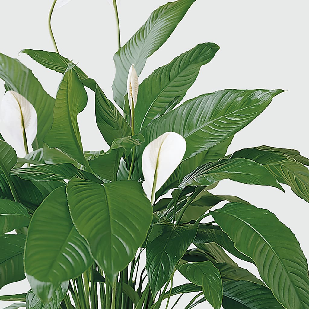 Tranquil Moments Peace Lily Plant – BERMAN'S FLOWERS, Kingsburg CA