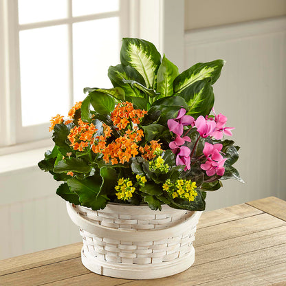 Color Crush Dishgarden – BERMAN'S FLOWERS, Kingsburg CA