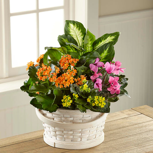 Color Crush Dishgarden – BERMAN'S FLOWERS, Kingsburg CA