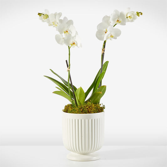 Whispering White Orchid – BERMAN'S FLOWERS, Kingsburg CA