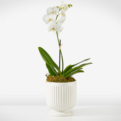 Whispering White Orchid – BERMAN'S FLOWERS, Kingsburg CA