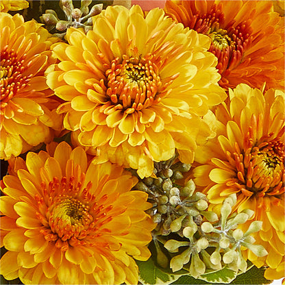 Peachy Pumpkin – BERMAN'S FLOWERS, Kingsburg CA