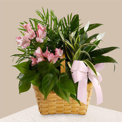 Living Spirit Dishgarden – BERMAN'S FLOWERS, Kingsburg CA