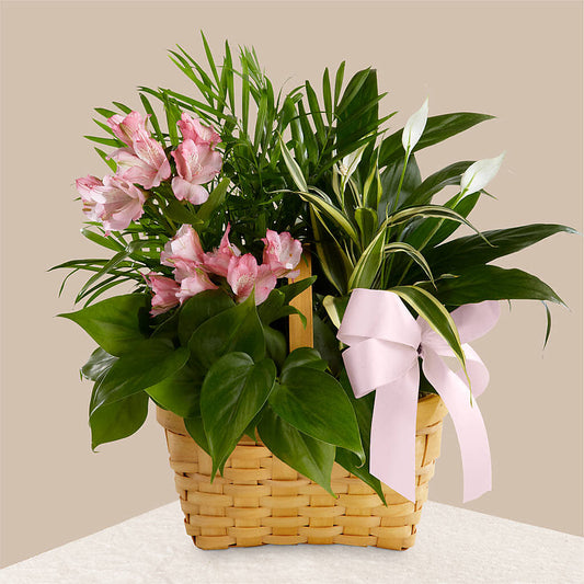 Living Spirit Dishgarden – BERMAN'S FLOWERS, Kingsburg CA