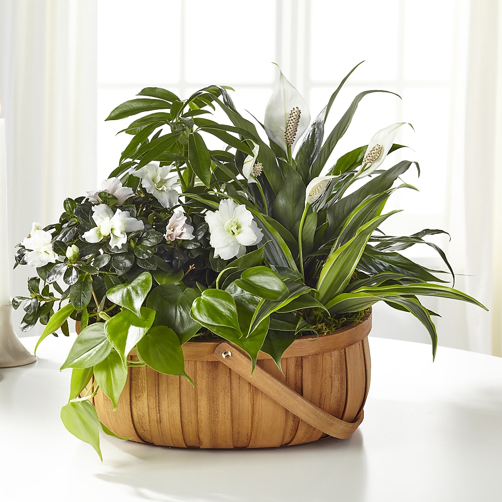 Serene Dishgarden – BERMAN'S FLOWERS, Kingsburg CA