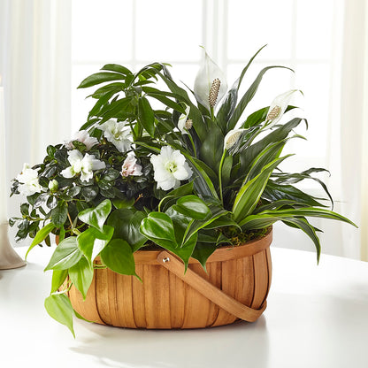 Serene Dishgarden – BERMAN'S FLOWERS, Kingsburg CA