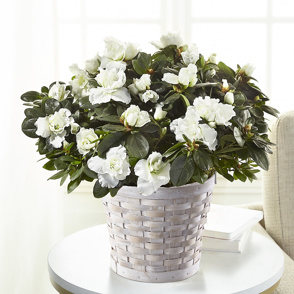 White Azalea Plant – BERMAN'S FLOWERS, Kingsburg CA