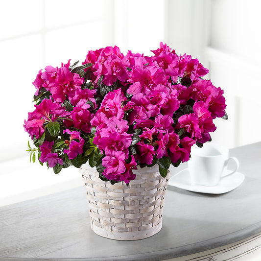 Hope & Serenity Azalea Plant – BERMAN'S FLOWERS, Kingsburg CA