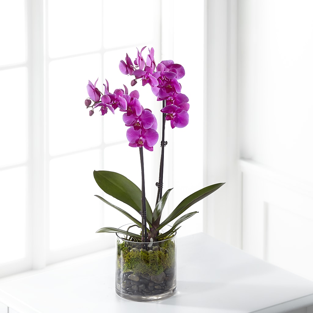 Pink Orchid Plant – BERMAN'S FLOWERS, Kingsburg CA