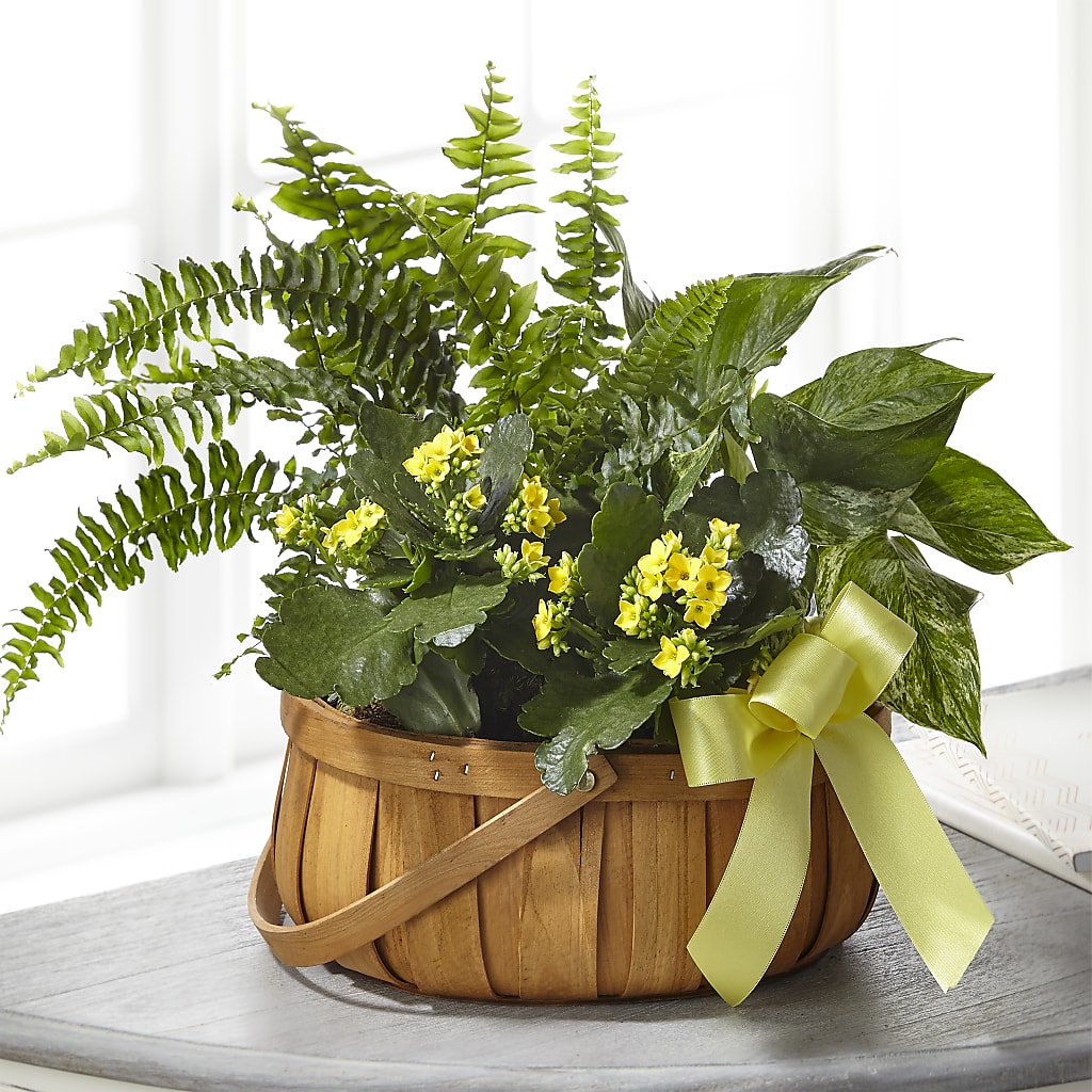 Always Dear Dishgarden – BERMAN'S FLOWERS, Kingsburg CA