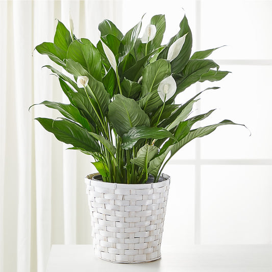 A New Leaf Peace Lily – BERMAN'S FLOWERS, Kingsburg CA