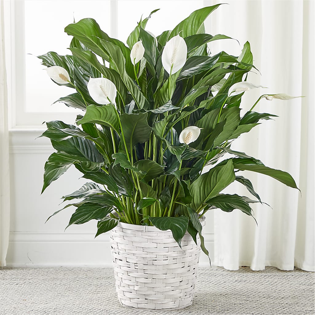 A New Leaf Peace Lily – BERMAN'S FLOWERS, Kingsburg CA