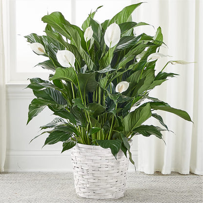 A New Leaf Peace Lily – BERMAN'S FLOWERS, Kingsburg CA
