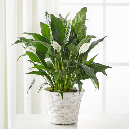 A New Leaf Peace Lily – BERMAN'S FLOWERS, Kingsburg CA