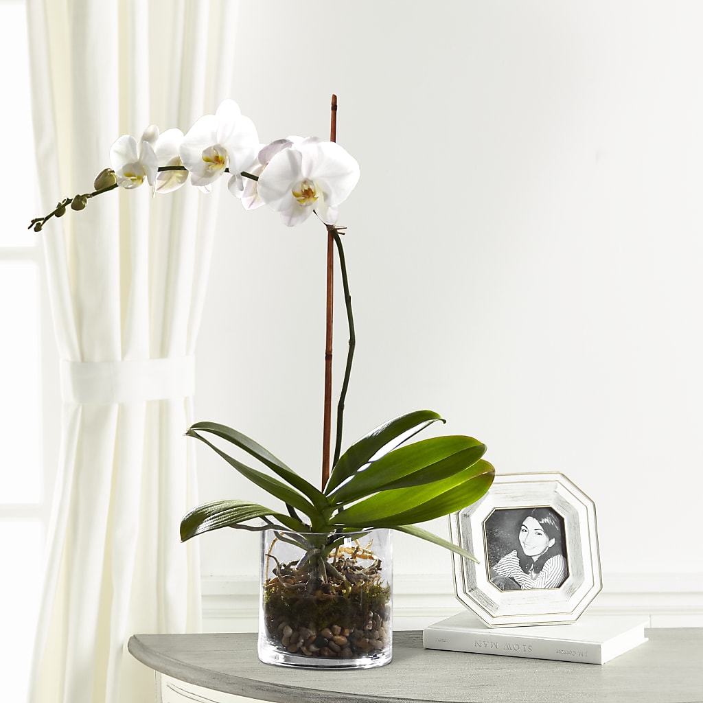 White Orchid Planter – BERMAN'S FLOWERS, Kingsburg CA