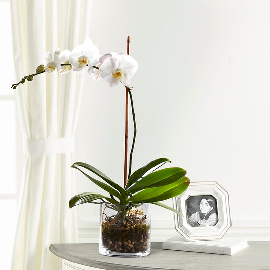 White Orchid Planter – BERMAN'S FLOWERS, Kingsburg CA