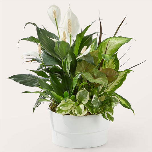 Radiating Positivity Dishgarden – BERMAN'S FLOWERS, Kingsburg CA